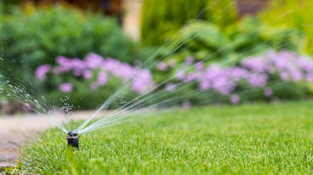 Our Lawns Have Become Our National Parks – Here’s How to Care for Them ...